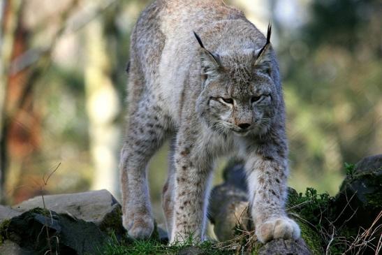 Eurasischer Luchs - Lynx lynx Wildpark Klein Auheim 2015