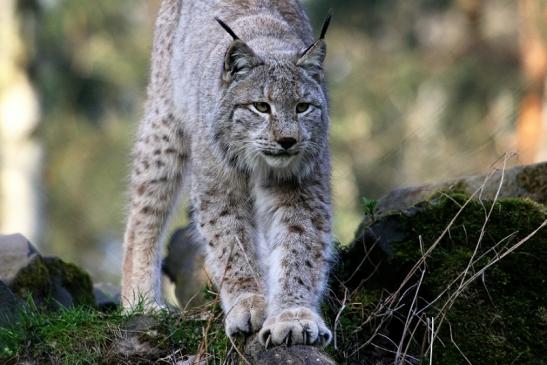 Eurasischer Luchs - Lynx lynx Wildpark Klein Auheim 2015