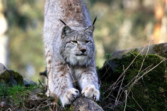 Eurasischer Luchs - Lynx lynx Wildpark Klein Auheim 2015