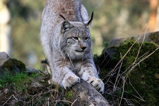 Eurasischer Luchs - Lynx lynx Wildpark Klein Auheim 2015