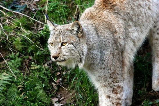 Eurasischer Luchs - Lynx lynx Wildpark Klein Auheim 2015