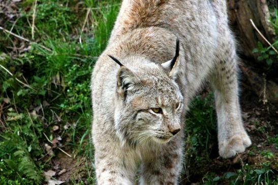 Eurasischer Luchs - Lynx lynx Wildpark Klein Auheim 2015