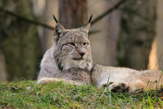 Eurasischer Luchs - Lynx lynx Wildpark Klein Auheim 2015