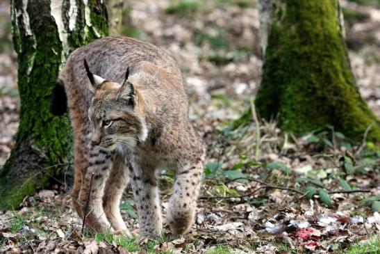 Eurasischer Luchs - Lynx lynx Wildpark Klein Auheim 2015