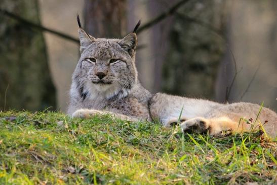 Eurasischer Luchs - Lynx lynx Wildpark Klein Auheim 2015