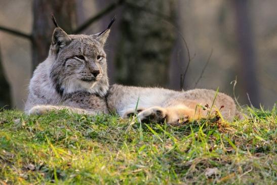 Eurasischer Luchs - Lynx lynx Wildpark Klein Auheim 2015