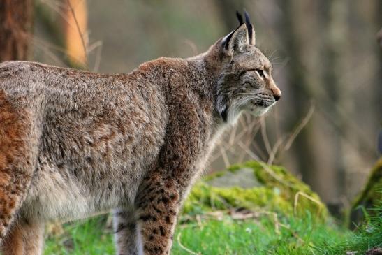 Eurasischer Luchs - Lynx lynx Wildpark Klein Auheim 2015