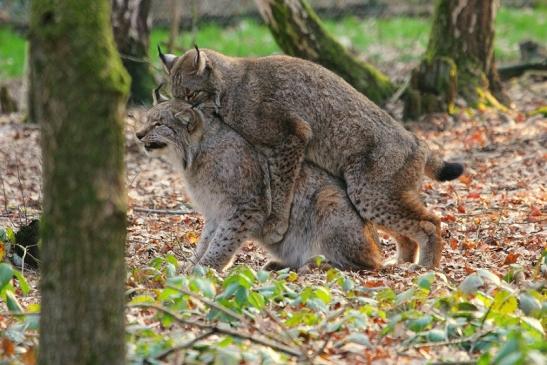 Eurasischer Luchs - Lynx lynx Wildpark Klein Auheim 2015