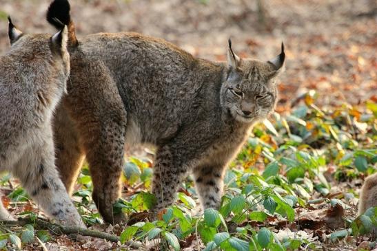 Eurasischer Luchs - Lynx lynx Wildpark Klein Auheim 2015