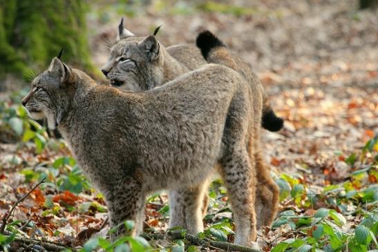 Eurasischer Luchs - Lynx lynx Wildpark Klein Auheim 2015