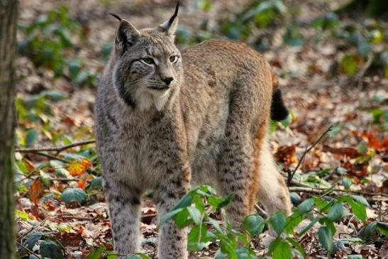 Eurasischer Luchs - Lynx lynx Wildpark Klein Auheim 2015