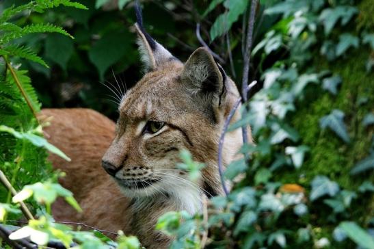 Eurasischer Luchs - Lynx lynx Wildpark Klein Auheim 2015