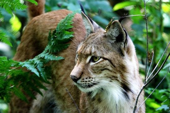 Eurasischer Luchs - Lynx lynx Wildpark Klein Auheim 2015