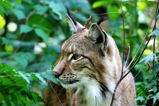 Eurasischer Luchs - Lynx lynx Wildpark Klein Auheim 2015