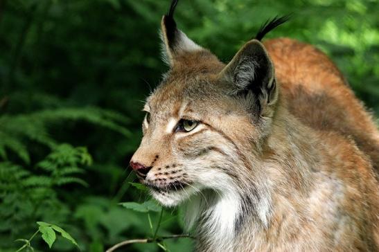 Eurasischer Luchs - Lynx lynx Wildpark Klein Auheim 2015