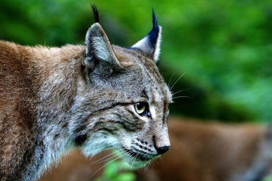 Eurasischer Luchs - Lynx lynx Wildpark Klein Auheim 2015