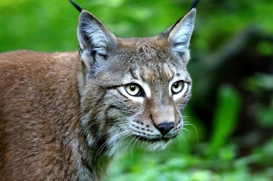 Eurasischer Luchs - Lynx lynx Wildpark Klein Auheim 2015