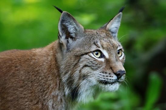 Eurasischer Luchs - Lynx lynx Wildpark Klein Auheim 2015