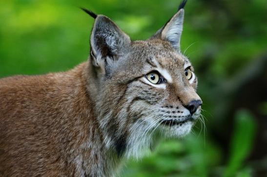 Eurasischer Luchs - Lynx lynx Wildpark Klein Auheim 2015