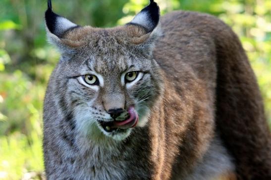 Eurasischer Luchs - Lynx lynx Wildpark Klein Auheim 2015