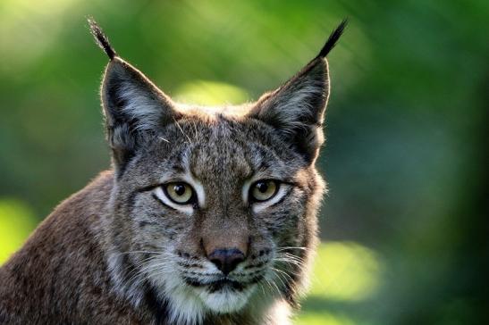 Eurasischer Luchs - Lynx lynx Wildpark Klein Auheim 2015