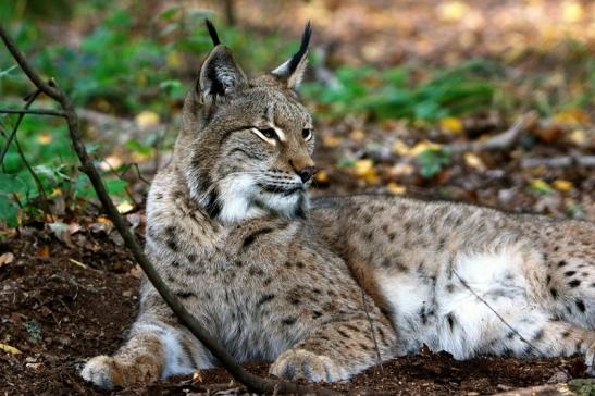 Eurasischer Luchs - Lynx lynx Wildpark Klein Auheim 2015