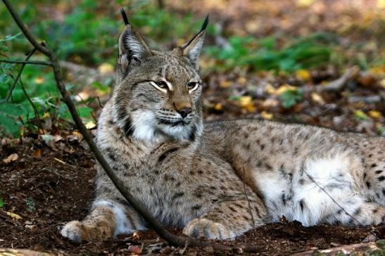 Eurasischer Luchs - Lynx lynx Wildpark Klein Auheim 2015