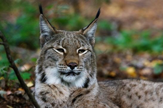 Eurasischer Luchs - Lynx lynx Wildpark Klein Auheim 2015