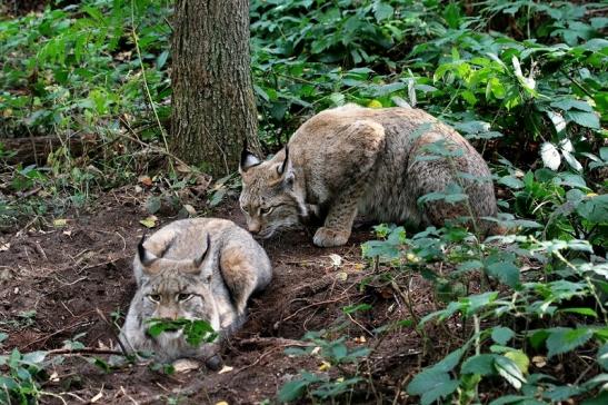 Eurasischer Luchs - Lynx lynx Wildpark Klein Auheim 2015