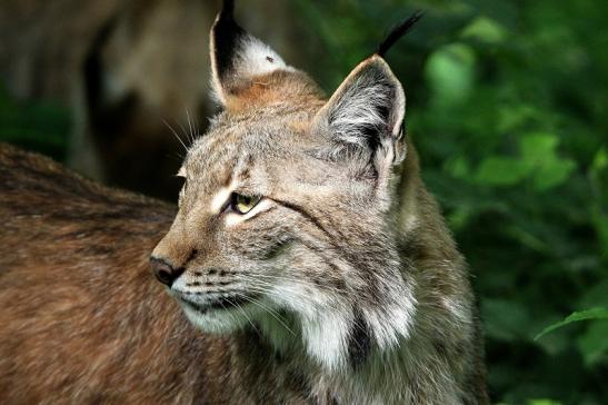 Eurasischer Luchs - Lynx lynx Wildpark Klein Auheim 2015