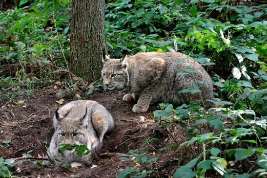 Eurasischer Luchs - Lynx lynx Wildpark Klein Auheim 2015