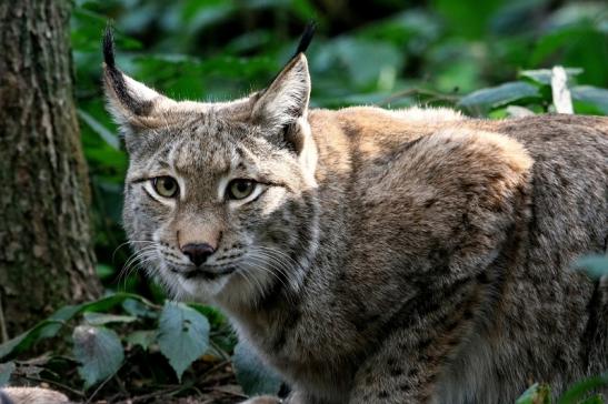 Eurasischer Luchs - Lynx lynx Wildpark Klein Auheim 2015