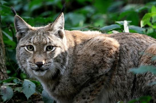 Eurasischer Luchs - Lynx lynx Wildpark Klein Auheim 2015