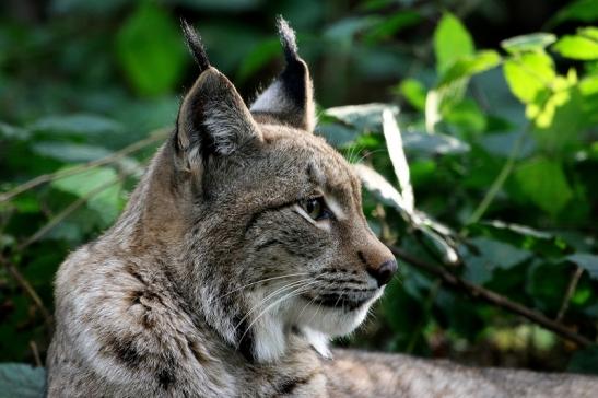 Eurasischer Luchs - Lynx lynx Wildpark Klein Auheim 2015