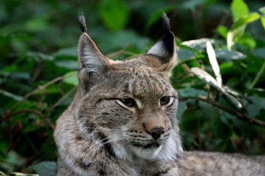 Eurasischer Luchs - Lynx lynx Wildpark Klein Auheim 2015