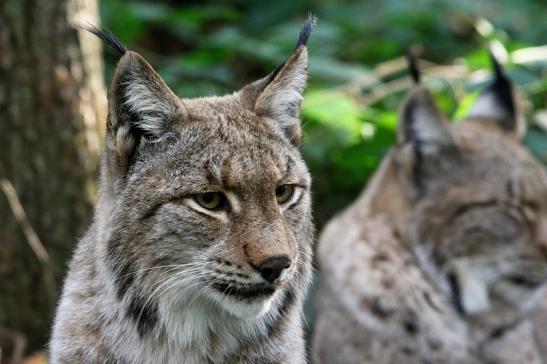 Eurasischer Luchs - Lynx lynx Wildpark Klein Auheim 2015