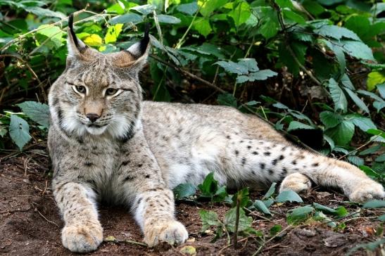 Eurasischer Luchs - Lynx lynx Wildpark Klein Auheim 2015