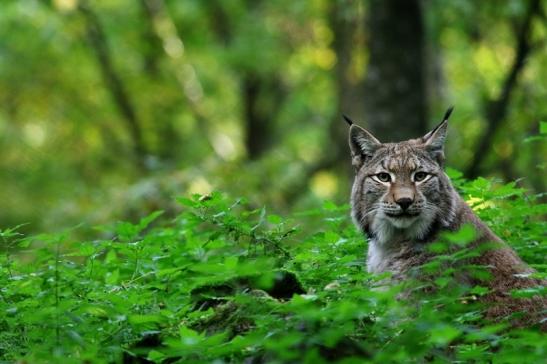 Eurasischer Luchs - Lynx lynx Wildpark Klein Auheim 2015