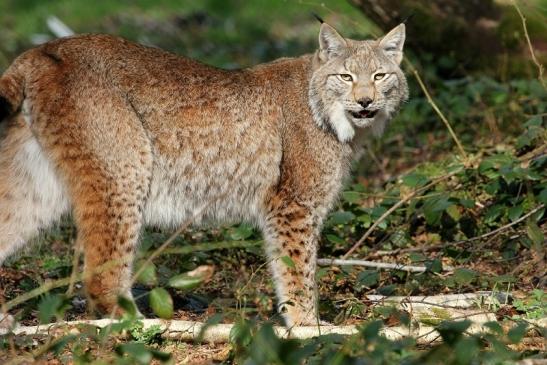 Eurasischer Luchs - Lynx lynx Wildpark Klein Auheim 2015