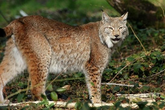 Eurasischer Luchs - Lynx lynx Wildpark Klein Auheim 2015