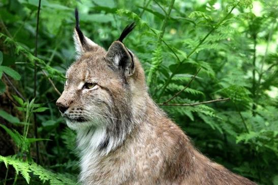 Eurasischer Luchs - Lynx lynx Wildpark Klein Auheim 2015