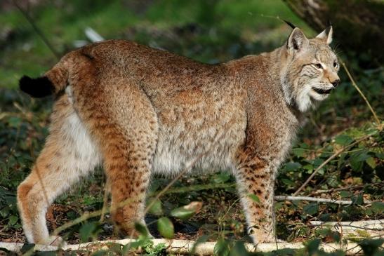 Eurasischer Luchs - Lynx lynx Wildpark Klein Auheim 2015