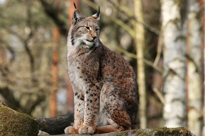 Eurasischer Luchs - Lynx lynx Wildpark Klein Auheim 2015