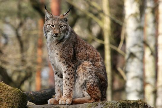 Eurasischer Luchs - Lynx lynx Wildpark Klein Auheim 2015