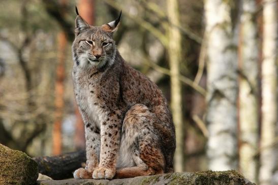 Eurasischer Luchs - Lynx lynx Wildpark Klein Auheim 2015