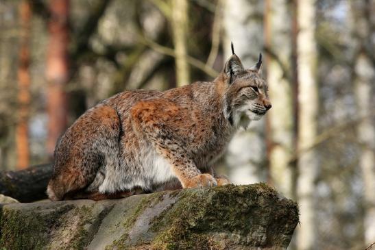 Eurasischer Luchs - Lynx lynx Wildpark Klein Auheim 2015