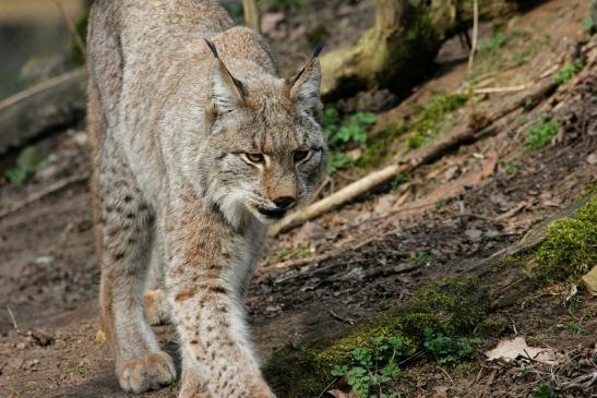 Eurasischer Luchs - Lynx lynx Wildpark Klein Auheim 2015