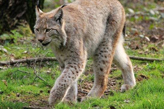 Eurasischer Luchs - Lynx lynx Wildpark Klein Auheim 2015