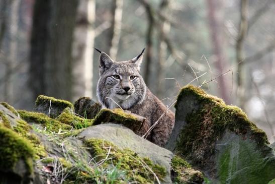 Eurasischer Luchs - Lynx lynx Wildpark Klein Auheim 2015