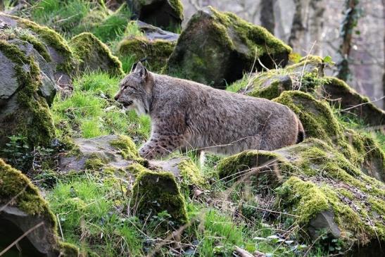 Eurasischer Luchs - Lynx lynx Wildpark Klein Auheim 2015